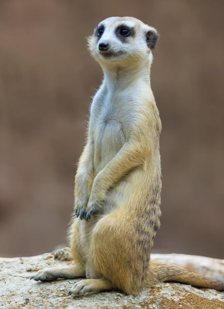 Go to Meerkat page