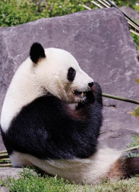 Go to Giant Panda page