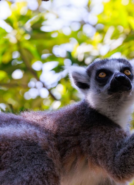 Go to Ring‑tailed Lemur page