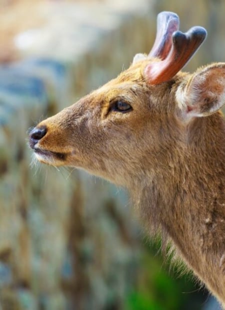 Go to Sika Deer page