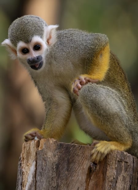 Go to Squirrel Monkey page