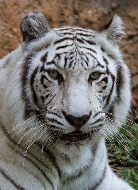 Go to White Tiger page