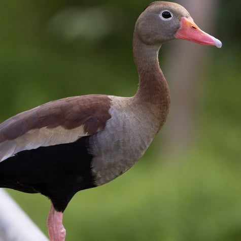 Thumbnail of Black-bellied Whistling-Duck
