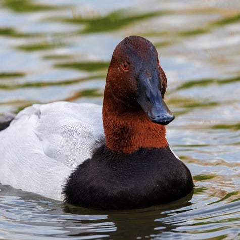 Thumbnail of Canvasback