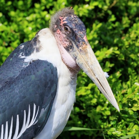 Thumbnail of Marabou Stork