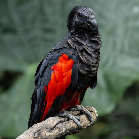 Thumbnail of Pesquet's Parrot