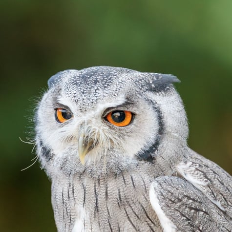 Thumbnail of Southern White-faced Owl