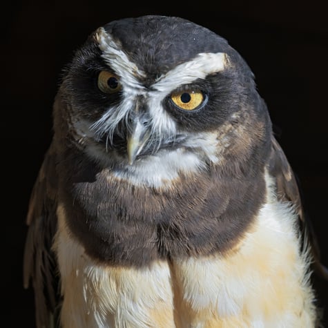 Thumbnail of Spectacled Owl