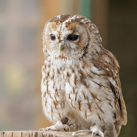 Thumbnail of Tawny Owl