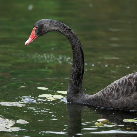 Thumbnail of Black Swan
