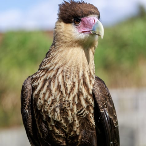 Thumbnail of Crested Caracara