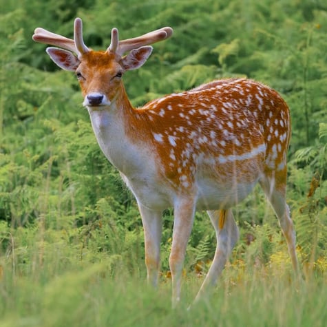 Thumbnail of Fallow Deer