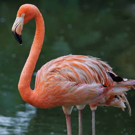 Thumbnail of American Flamingo