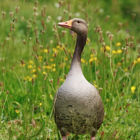 Thumbnail of Greylag Goose