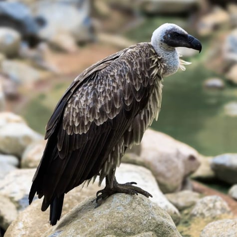Thumbnail of Griffon Vulture