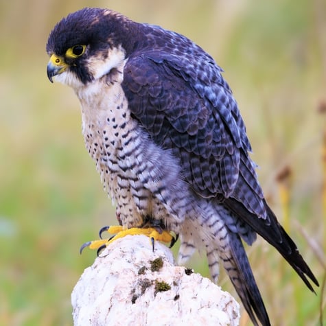Thumbnail of Peregrine Falcon