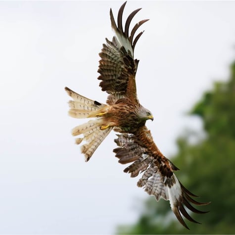 Thumbnail of Red Kite