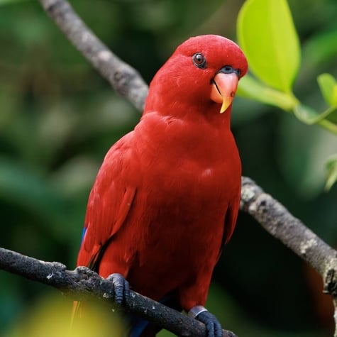 Thumbnail of Red Lory