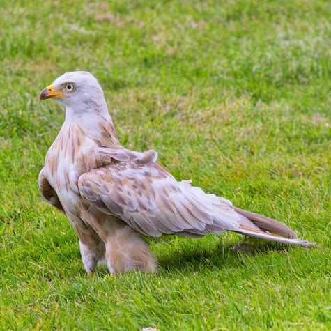 Thumbnail of White Leucistic Red Kite