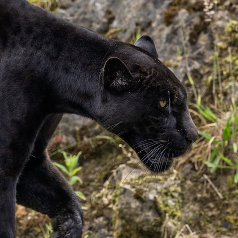 Thumbnail of Black Jaguar