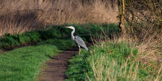 Exploring Attenborough Nature Reserve, a remarkable wetland habitat carved from former gravel pits and home to one of the East Midlands' largest Grey Heron colonies.