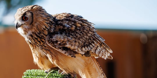 A beginner's roadmap to wildlife photography, from choosing your first camera to finding the best locations in the UK.