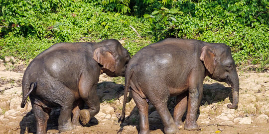 Seeing the Big 5 in Borneo orangutan, proboscis monkey, saltwater crocodile, rhinoceros hornbill, and pygmy elephant let alone photographing them, can be a challenging task. Here's how I managed to do it.