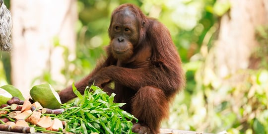 A complete guide to visiting the Sepilok Orangutan Rehabilitation Centre in Sabah, Borneo, including feeding times, nursery viewing, and photography tips.