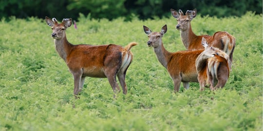 Exploring the wild deer, ancient woodland, and historic ruins of Bradgate Park.