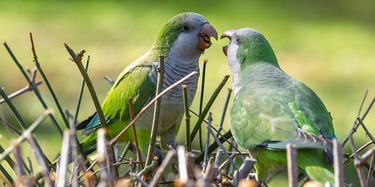 A stroll through Parque de la Paloma — serene gardens, coastal views, and approachable wildlife photography close to the Costa del Sol.