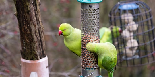Discover the vibrant and controversial Ring-Necked Parakeets thriving at RSPB Sandwell Valley, a hidden gem just a stone's throw from Birmingham.