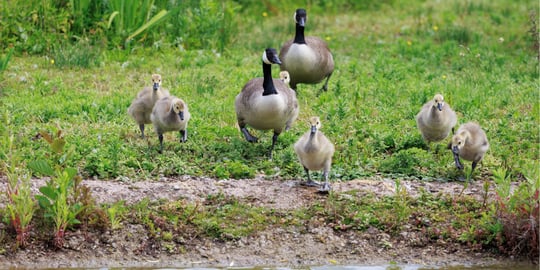 Exploring Slimbridge, a renowned wetland reserve famous for its conservation work.