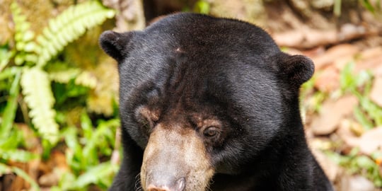 A guide to visiting and photographing the world's smallest bear at the Bornean Sun Bear Conservation Centre in Sepilok, Borneo.