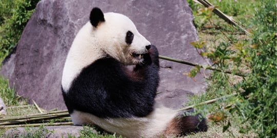 Exploring the wildlife and exhibits at Tokyo's famous Ueno Zoo.