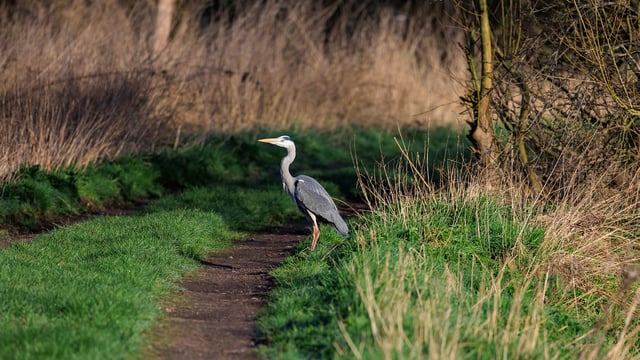 Attenborough Nature Reservey