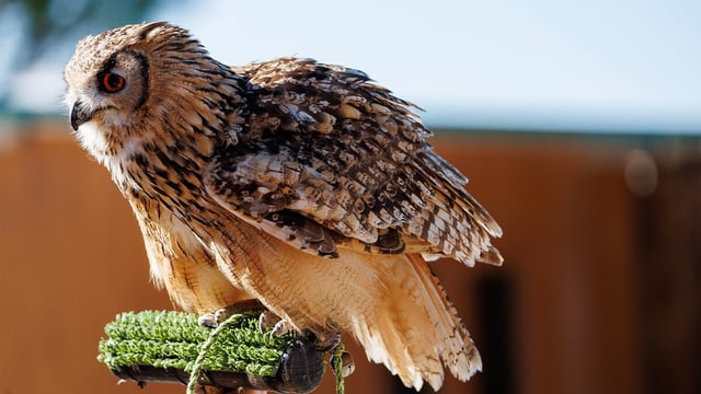 A beginner's roadmap to wildlife photography, from choosing your first camera to finding the best locations in the UK.