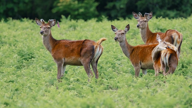 Bradgate Park: Wildlife, History, and Stunning Views