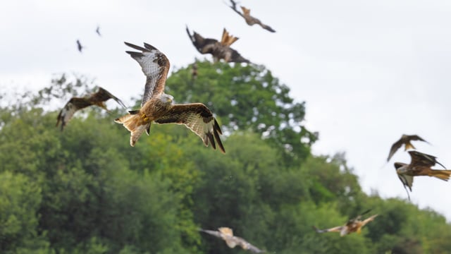 Gigrin Farm: Red Kite Feeding Station