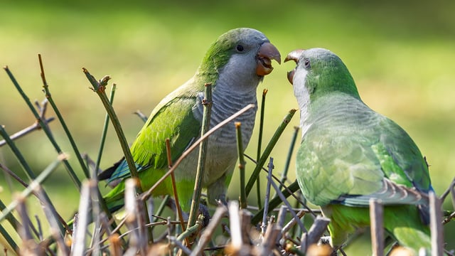 Monk Parakeets of Parque de la Paloma