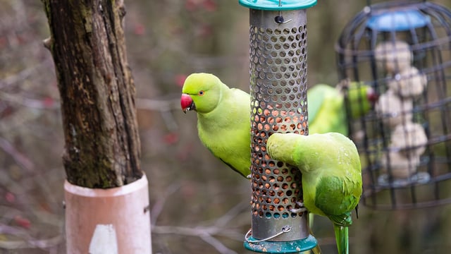 Ring-Necked Parakeets at RSPB Sandwell Valley