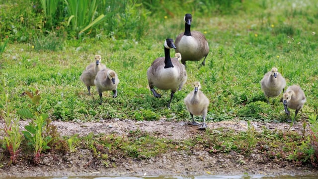 Slimbridge: A wetland haven & conservation success story