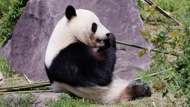 Tokyo Zoo: Urban Wildlife Adventure