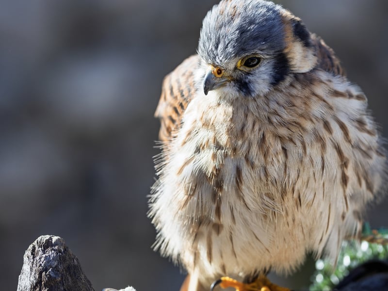 A tiny, colourful falcon with a blue-grey crown and wings and a rusty-red back and tail. (gallery image 2)