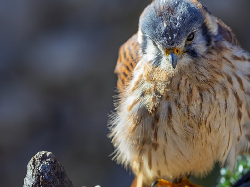 A tiny, colourful falcon with a blue-grey crown and wings and a rusty-red back and tail. (gallery image 1)