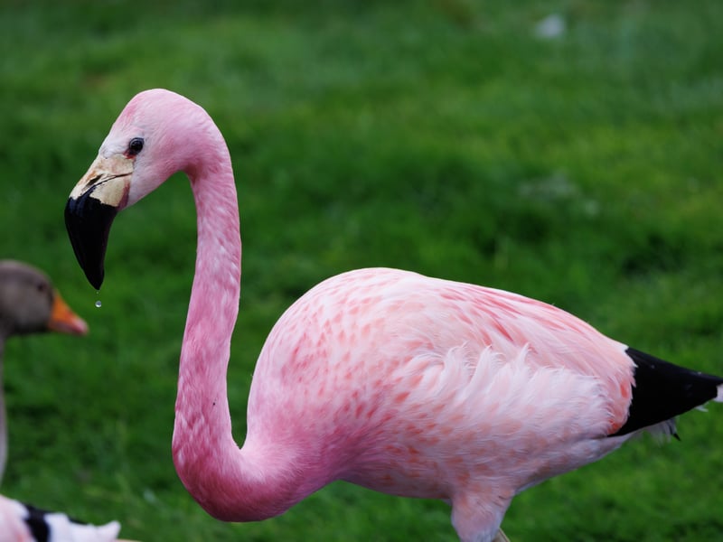 A pale pink flamingo with a yellow face and black flight feathers. (gallery image 1)
