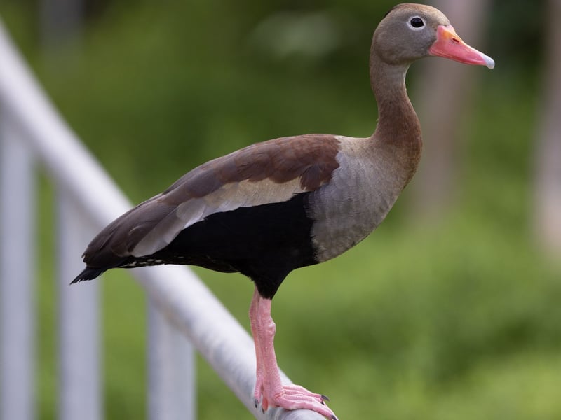 A long-legged duck with a chestnut back, black belly, and a bright pink bill perched on a log. (gallery image 1)