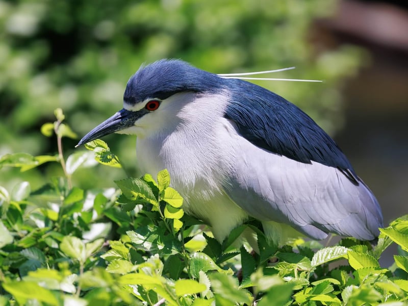 A stocky heron with a black crown and back, grey wings, and bright red eyes. (gallery image 1)