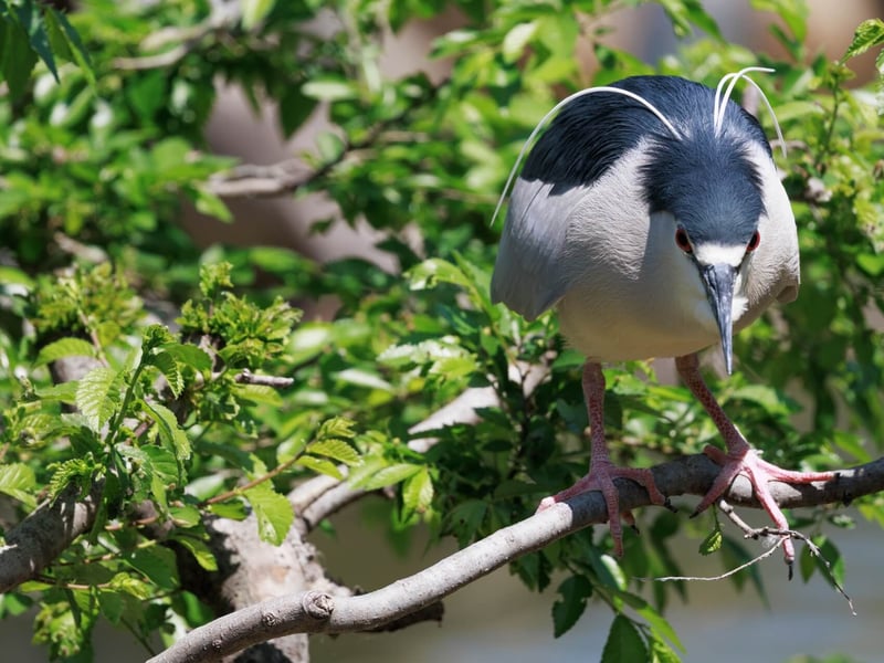 A stocky heron with a black crown and back, grey wings, and bright red eyes. (gallery image 3)