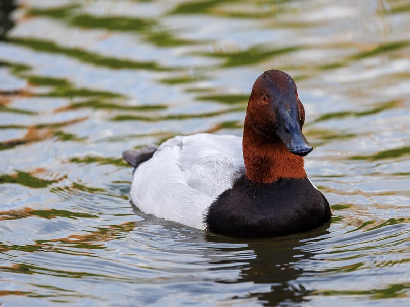 A large diving duck with a white body, black chest, and a wedge-shaped reddish-brown head. (gallery image 1)