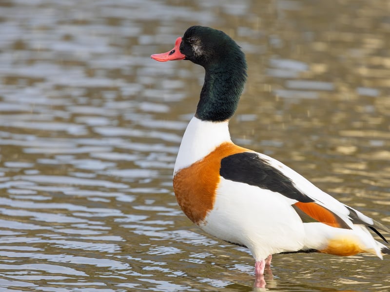 A large duck with a white body, dark green head, and a broad chestnut band across its chest. (gallery image 2)